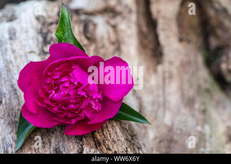 Weathered Wood d'un tronc d'arbre, fleur de pivoine Banque D'Images