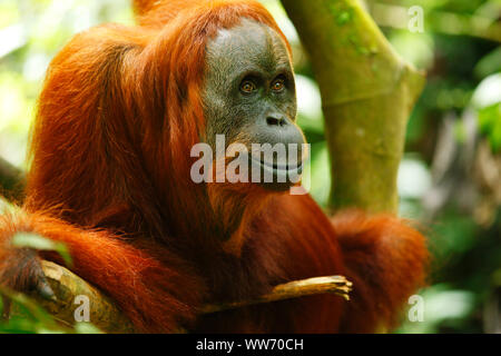 Bukit Lawang Sumatra, l'orang-outan, Banque D'Images