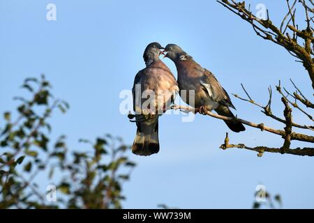 Pigeon ramier commune sur branch, Columba palumbus Banque D'Images