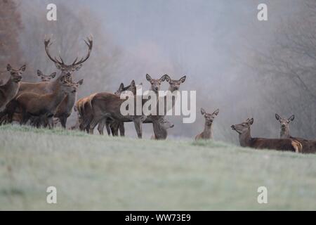 Groupe de red deer (Cervus elaphus, Forest Glade, brume d'automne Banque D'Images