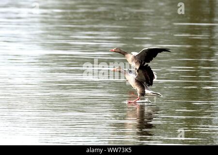 Vol d'oies cendrées au-dessus de l'eau, l'Anser anser Banque D'Images