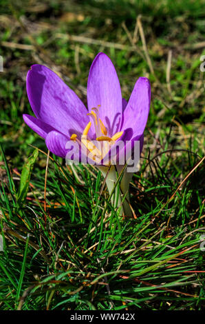 Colhicum Autumnale fleur sur mountain meadow, grandissant dans l'automne et complètement sans feuilles, toxique, mais la guérison, faux crocus Banque D'Images