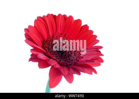 Ouvert simple chef d'une fleur de gerbera rouge photographié sur un fond blanc, pur Banque D'Images