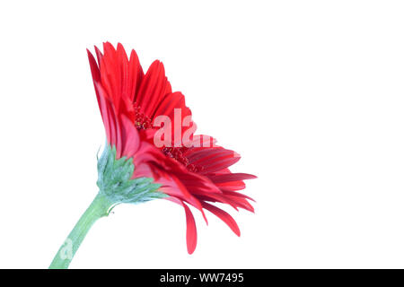 Ouvert simple chef d'une fleur de gerbera rouge photographié sur un fond blanc, pur Banque D'Images