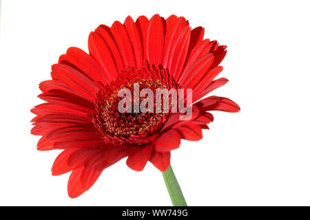 Ouvert simple chef d'une fleur de gerbera rouge photographié sur un fond blanc, pur Banque D'Images