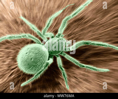 Image au microscope électronique à balayage d'une araignée (grossissement x 12, ordinateur amélioré) Banque D'Images