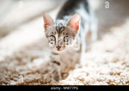 Un mois d'ancienneté et mignon silver tabby d'un American Shorthair chaton est à la recherche de quelque chose d'un peu spécieux de soleil Banque D'Images