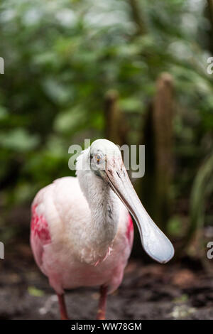 Roseate Spoonbill (Platalea ajaja) à l'aquarium de Floride à Tampa, en Floride, aux États-Unis. Banque D'Images