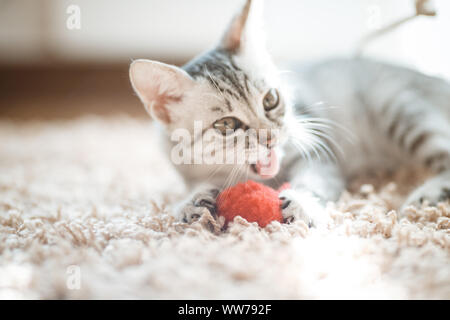 Le chat couché sur maison avec belle couleur de fond, chat gris joue avec un jouet Banque D'Images