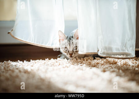 Le chat couché sur maison avec belle couleur de fond, chat gris joue avec un jouet Banque D'Images