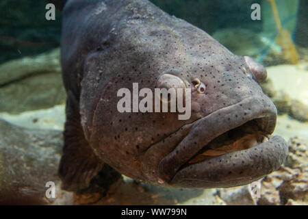 300 lb Atlantic Goliath Grouper (Epinephelus itajajajajajajama) nommé 'Cleatus' à l'Aquarium de Floride à Tampa, en Floride, aux États-Unis. Banque D'Images