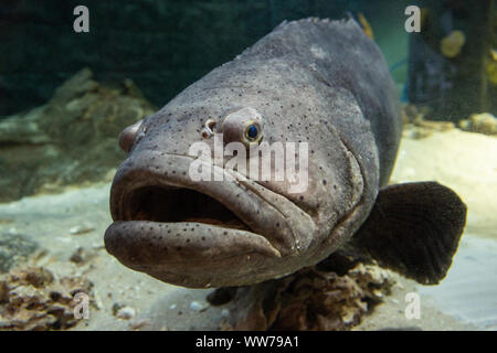 300 lb Atlantic Goliath Grouper (Epinephelus itajajajajajajama) nommé 'Cleatus' à l'Aquarium de Floride à Tampa, en Floride, aux États-Unis. Banque D'Images