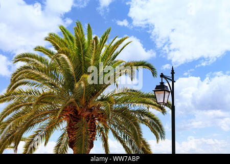 Une épaisse palm tree with a atteint un sommet feuilles et une lampe de rue en plein soleil rétro-éclairé bleu contre un ciel nuageux. Banque D'Images