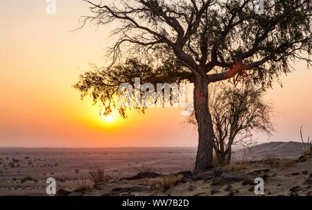 Un arbre isolé au sommet d'une colline de sable avec des dunes sur elle comme le soleil se lève sur le désert de Thar du Rajasthan, en Inde. Banque D'Images