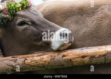 Viehscheid' après Almabtrieb cérémonial (en descendant de bêtes à l'estive dans la vallée de l'automne) à la fin de l'été en Bavière, vache, coiffe et cowbell Banque D'Images