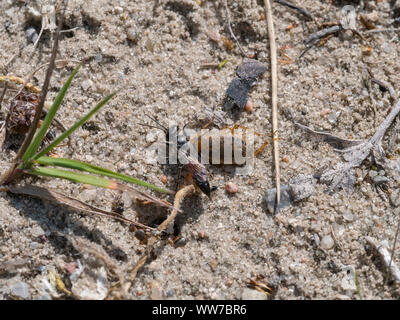 Grave obscuripennis Tachysphex, guêpe, avec les proies Banque D'Images