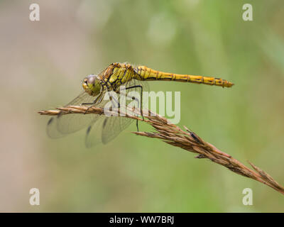 Libellule Sympetrum vulgatum, commune, femme, assis sur un pédoncule Banque D'Images