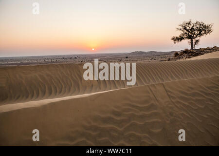 Un arbre isolé au sommet d'une colline de sable avec des dunes sur elle comme le soleil se lève sur le désert de Thar du Rajasthan, en Inde. Banque D'Images