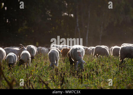 Allemagne, Mecklenburg-Vorpommern, troupeau de moutons sur les pâturages, les lumière arrière Banque D'Images