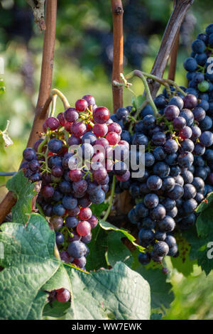 Beaux raisins rouges sur la vigne dans l'attente de la récolte à la fin de l'été à Niagara on the Lake, Ontario, Canada, une destination populaire pour les amateurs de vin. Banque D'Images