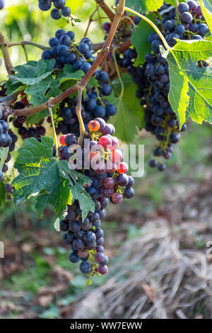 Beaux raisins rouges sur la vigne dans l'attente de la récolte à la fin de l'été à Niagara on the Lake, Ontario, Canada, une destination populaire pour les amateurs de vin. Banque D'Images