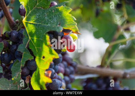 Beaux raisins rouges sur la vigne dans l'attente de la récolte à la fin de l'été à Niagara on the Lake, Ontario, Canada, une destination populaire pour les amateurs de vin. Banque D'Images