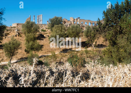 Le Maroc, Volubilis, ruines romaines antiques, de chardons dans l'avant-plan Banque D'Images