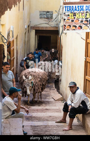 Maroc, Fès, Médina, Souk, Blida, quartier des tanneurs, les mulets chargés avec le cuir Banque D'Images