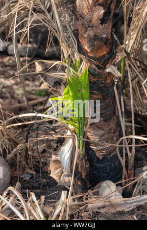 Une vue en gros plan d'une nouvelle croissance de la terre brûlée après un énorme feu de forêt Banque D'Images