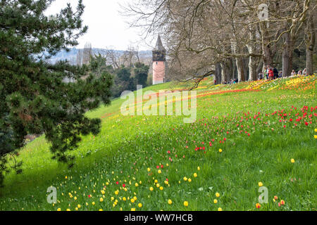 Allemagne, Bade-Wurtemberg, Constance, le lac de Constance, Île Mainau, vue sur la mer de tulipes sur FrÃ¼hlingsallee et l'Agence suédoise de l'île aux fleurs de Mainau sur tour dans le lac de Constance Banque D'Images