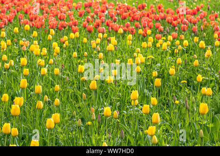 Allemagne, Bade-Wurtemberg, Constance, le lac de Constance, Île Mainau, mer de tulipes colorées sur l'île aux fleurs de Mainau, sur le lac de Constance Banque D'Images