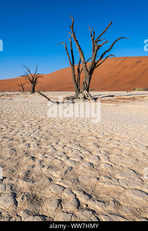 Vieux arbres morts, Deadvlei, Namib-Naukluft National Park, Sesriem, Namibie Banque D'Images