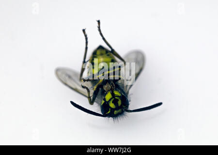 Guêpe morte allongée sur le dos Banque D'Images