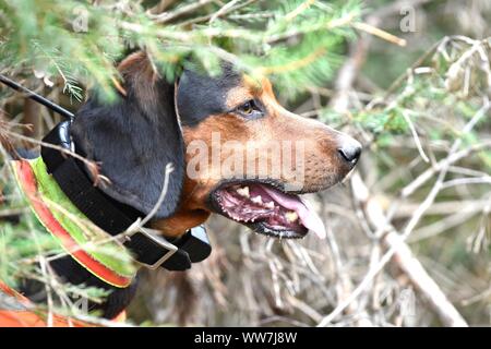 Chasse d'entraînement, alerte hound, close-up Banque D'Images