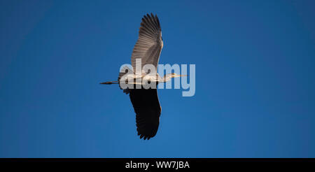 Héron cendré (Ardea cinerea) en vol au-dessus de Stuttgart, Bade-Wurtemberg, Allemagne Banque D'Images