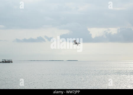 Pélican brun survolant les eaux côtières calmes près de la chaussée de Dunedin, Floride. Banque D'Images