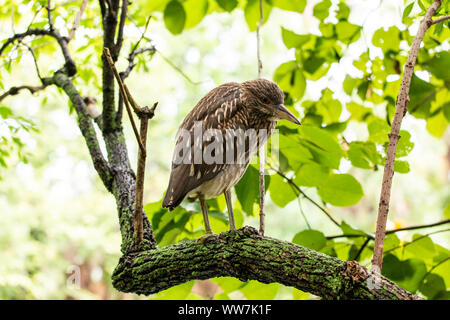 Heron de nuit à couronne noire juvénile (Nycticorax nycticorax) au parc national de la faune d'Ellie Schiller Homosassa Springs, Floride, États-Unis. Banque D'Images