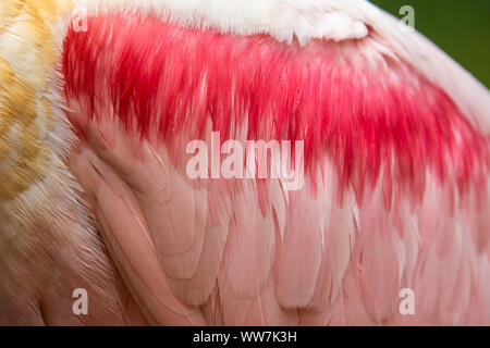 Détaillez les plumes d'aile d'un Spoonbill de Roseate (Platalea ajaja) au parc national de la faune d'Ellie Schiller Homosassa Springs, Floride, États-Unis. Banque D'Images