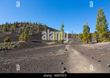 Trail au volcan Samara, 1938 m, le volcan paysage avec Secteur de pins (Pinus canariensis), le Parc National du Teide, UNESCO World Heritage - site naturel, Tenerife, Espagne, Europe Banque D'Images