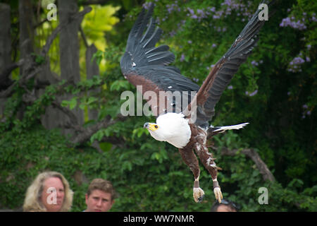 Valence, Espagne, le 26 août 2019 : African fish eagle ou Haliaeetus vocifer, formés à la fauconnerie comme animal de compagnie, un vol en exposition, spectacle. Les gens. Banque D'Images