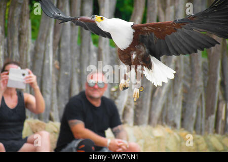 Valence, Espagne, le 26 août 2019 : African fish eagle ou Haliaeetus vocifer, formés à la fauconnerie comme animal de compagnie, un vol en exposition, spectacle. Les gens. Banque D'Images