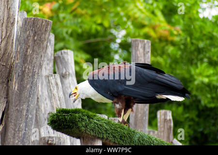 Valence, Espagne, le 26 août 2019 : African fish eagle ou Haliaeetus vocifer, formés à la fauconnerie comme animal de compagnie, un vol en exposition, spectacle. Les gens. Banque D'Images