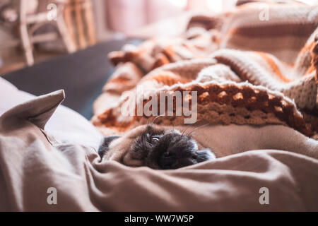Funny dog pug nice dormir sur le canapé à la maison avec un rétroéclairage matin depuis une fenêtre. Concept paresseux Banque D'Images