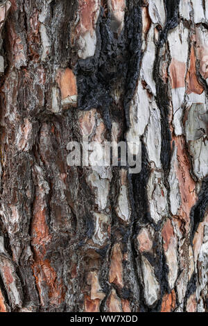 L'écorce de pin avec des traces d'incendie, (Pinus canariensis), de pins endémiques des Canaries, la texture du tronc fermer Banque D'Images