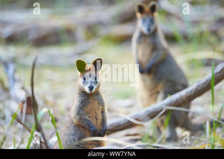 Swamp wallaby (Wallabia bicolor) Comité permanent dans les buissons, looking at camera, faune, Phillip Island, Victoria, Australie Banque D'Images