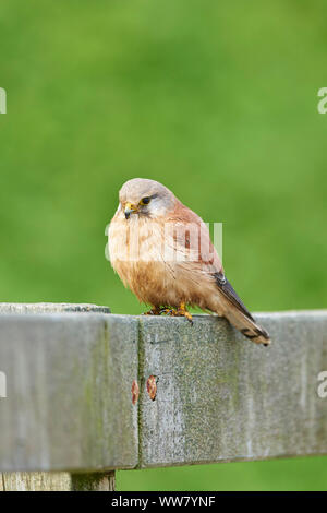 Nankeen crécerelle (Falco cenchroides) Vue de côté, assis, Close up, de la faune, l'île de Phillip Island, Victoria, Australie Banque D'Images