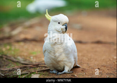 Teneur en soufre cacatoès soufré (Cacatua galerita) dans une forêt, sol, assis, de la faune, Dandenong Ranges National Park, Victoria, Australie Banque D'Images