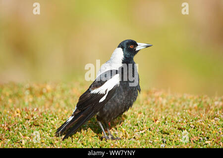 Cassican flûteur (Gymnorhina tibicen), prairie, vue de côté, assis, Close up Banque D'Images