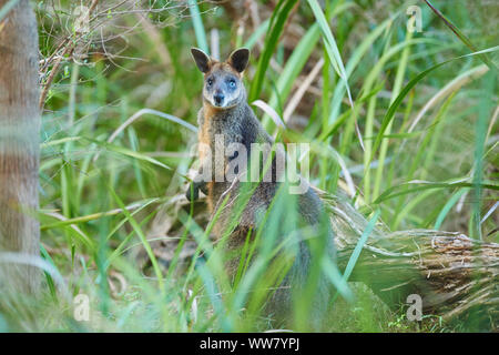 Swamp wallaby (Wallabia bicolor) Comité permanent dans les buissons, looking at camera, faune, Phillip Island, Victoria, Australie Banque D'Images