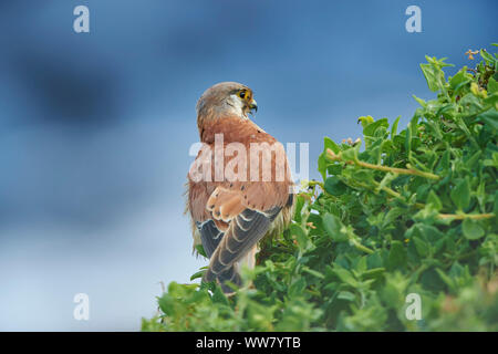 Nankeen crécerelle (Falco cenchroides) Vue de côté, assis, Close up, de la faune, l'île de Phillip Island, Victoria, Australie Banque D'Images